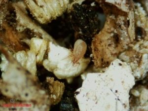 Stratiolaelaps scimitus
