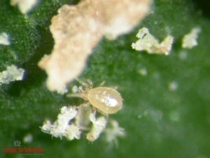 Amblyseius cucumeris