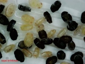 Encarsia formosa / Eretmocerus eremicus mix