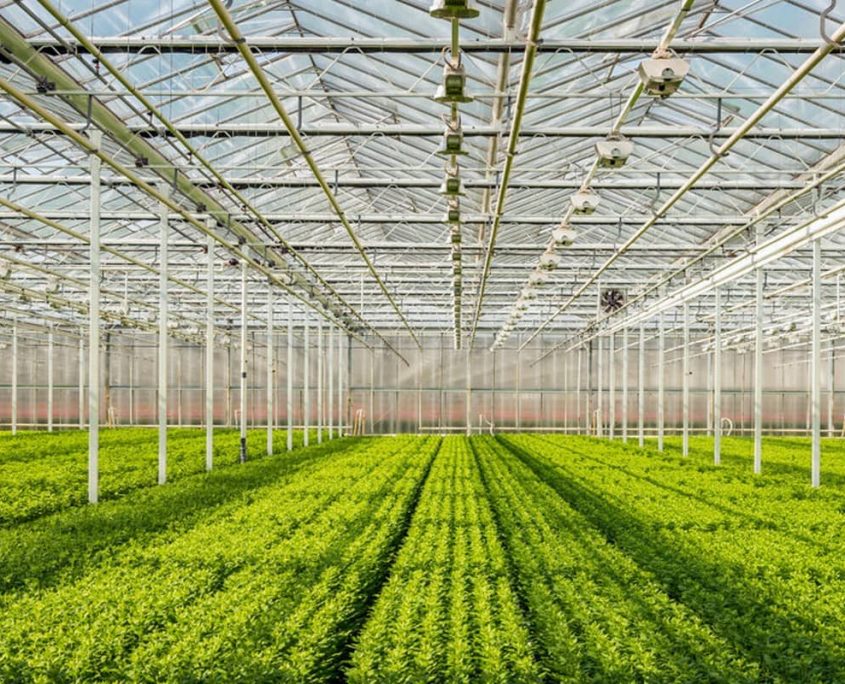 Priva Connext – передовой климат-компьютер в теплице Priva Connext - передовой климат-компьютер в теплице