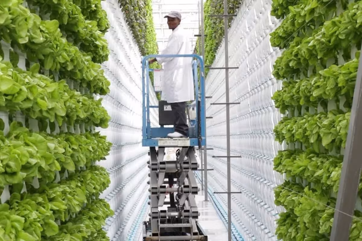 Вертикальные фермы CAN-Agri для сельскохозяйственных культур