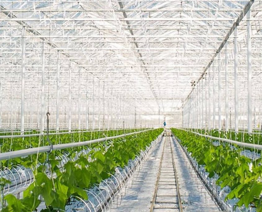 Индивидуальный контроль процессов в теплице Индивидуальный контроль процессов в теплице