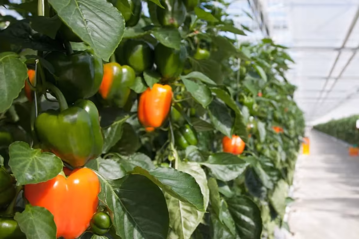 Plantonomy застосування у вирощуванні перцю