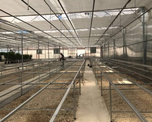Грунтовая промышленная теплица для срезанных цветов