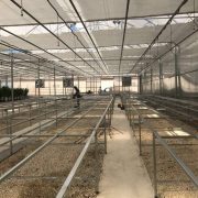 Ґрунтова промислова теплиця для зрізаних квітів