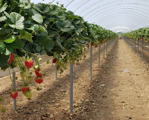 Оптимальное растениеводство в туннельной теплице
