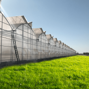 Застосування BHK Greenhouse у садівництві