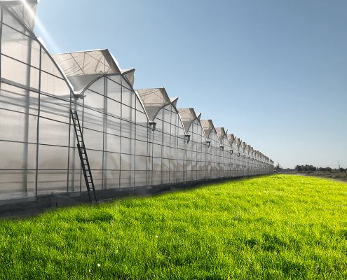 Застосування BHK Greenhouse у садівництві