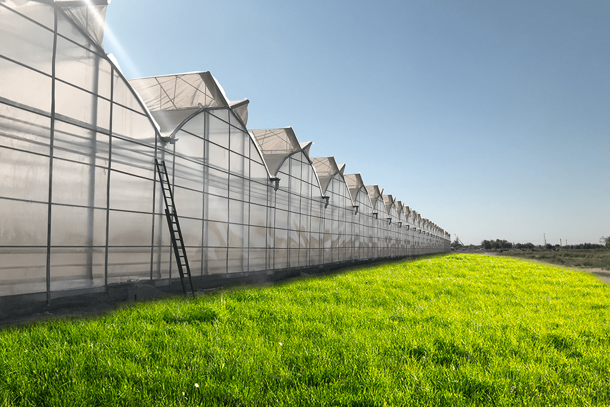 Готическая теплица промышленная BHK Greenhouse