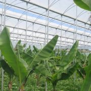 Грунтові промислові теплиці для вирощування бананів
