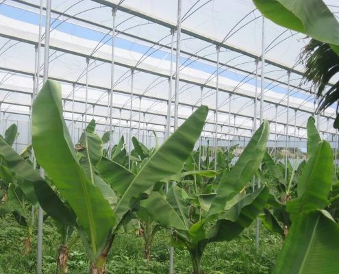 Грунтові промислові теплиці для вирощування бананів