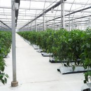 Промышленная теплица из стекла