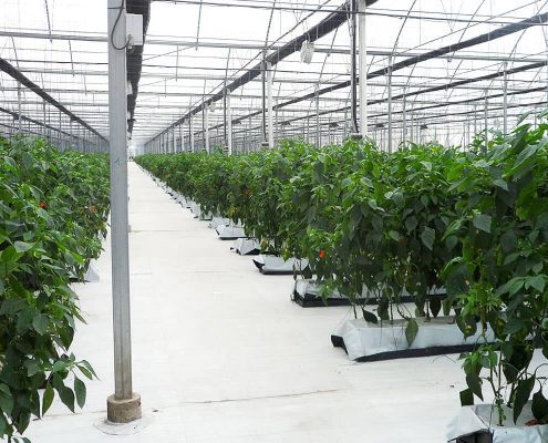 Промышленная теплица из стекла