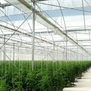 Теплиці промислові