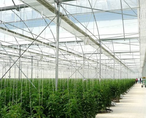 Теплиці промислові