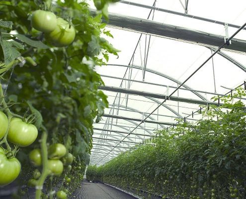 Грунтовая промышленная теплица для выращивания овощей