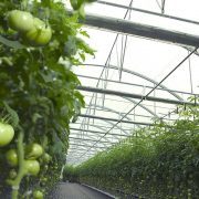 Грунтова промислова теплиця для вирощування овочів