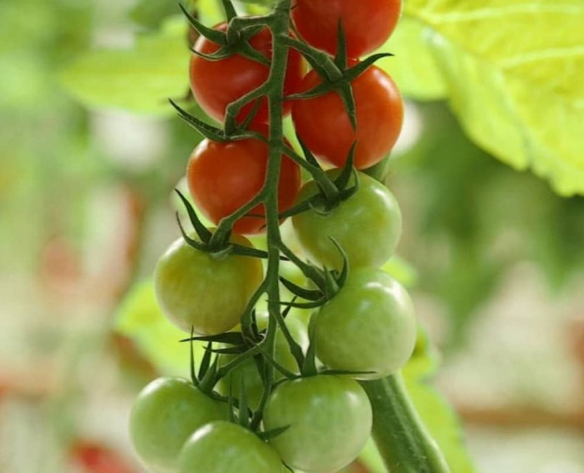 Plantonomy автономное выращивание с использованием новых технологий