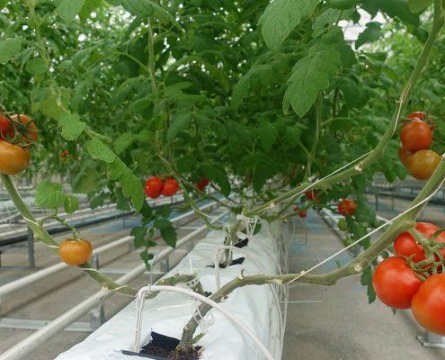 Гидропонные промышленные теплицы для выращивания помидор