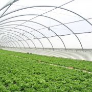 Тунельна промислова теплиця