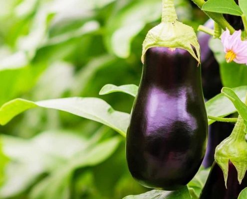 Умные системы автоматизации тепличного хозяйства