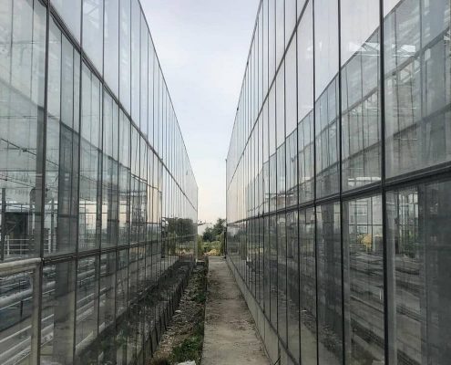 Промышленная теплица BHK Greenhouse из стекла