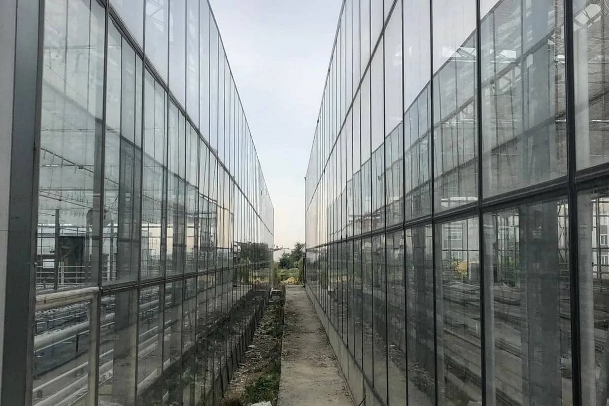 Промышленная теплица BHK Greenhouse из стекла