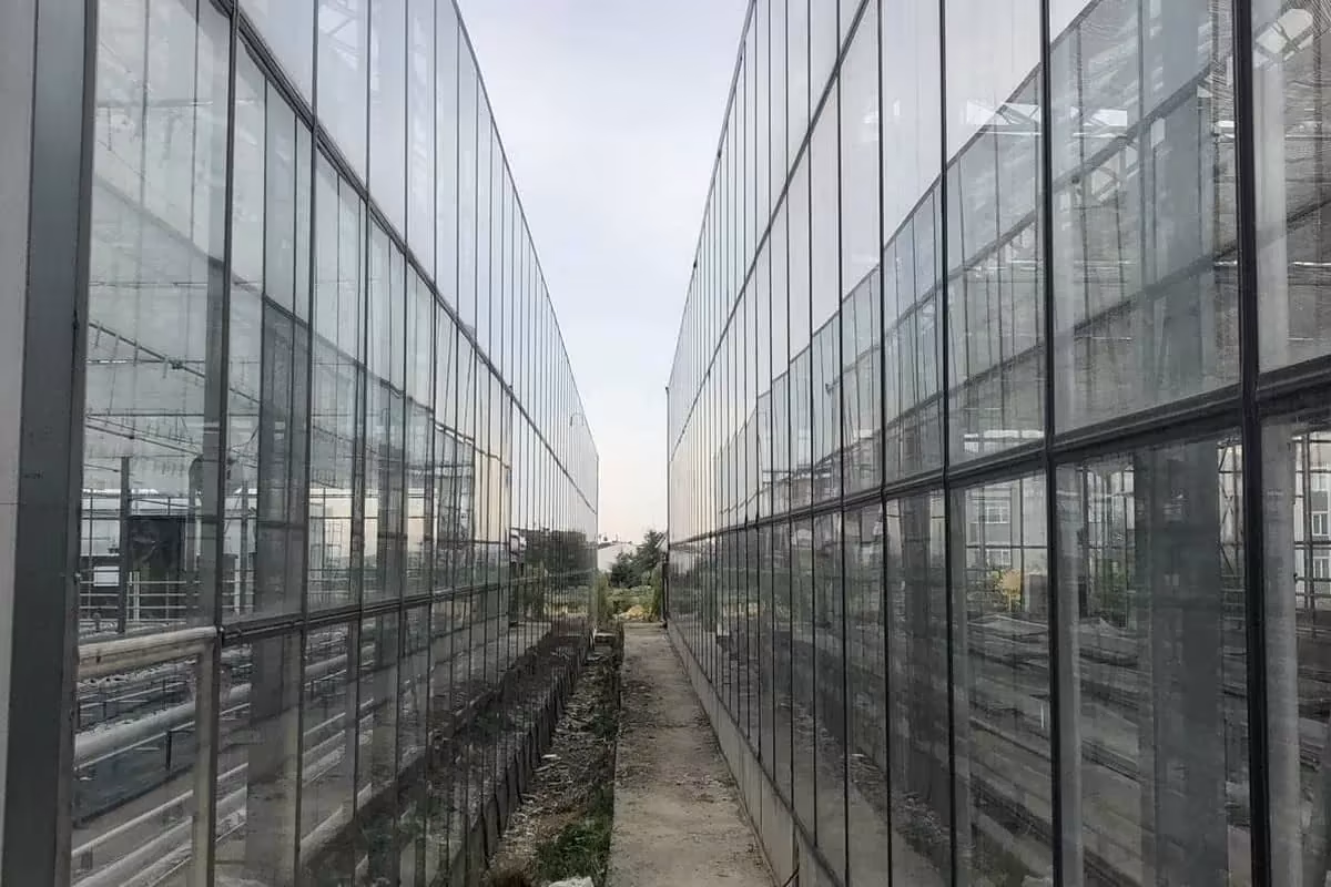 Промислова теплиця BHK Greenhouse зі скла