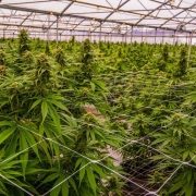 Выращивание медицинской конопли