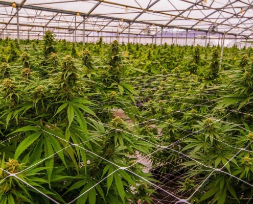 Выращивание медицинской конопли