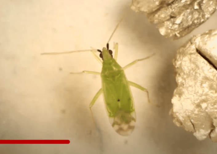 Macrolophus pygamous