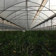 Теплиця з повним технологічним оснащенням для томатів