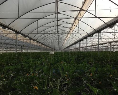 Теплиця з повним технологічним оснащенням для томатів