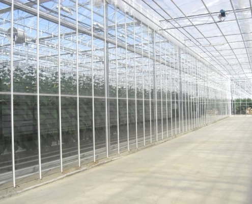 Стеклянная промышленная теплица Venlo
