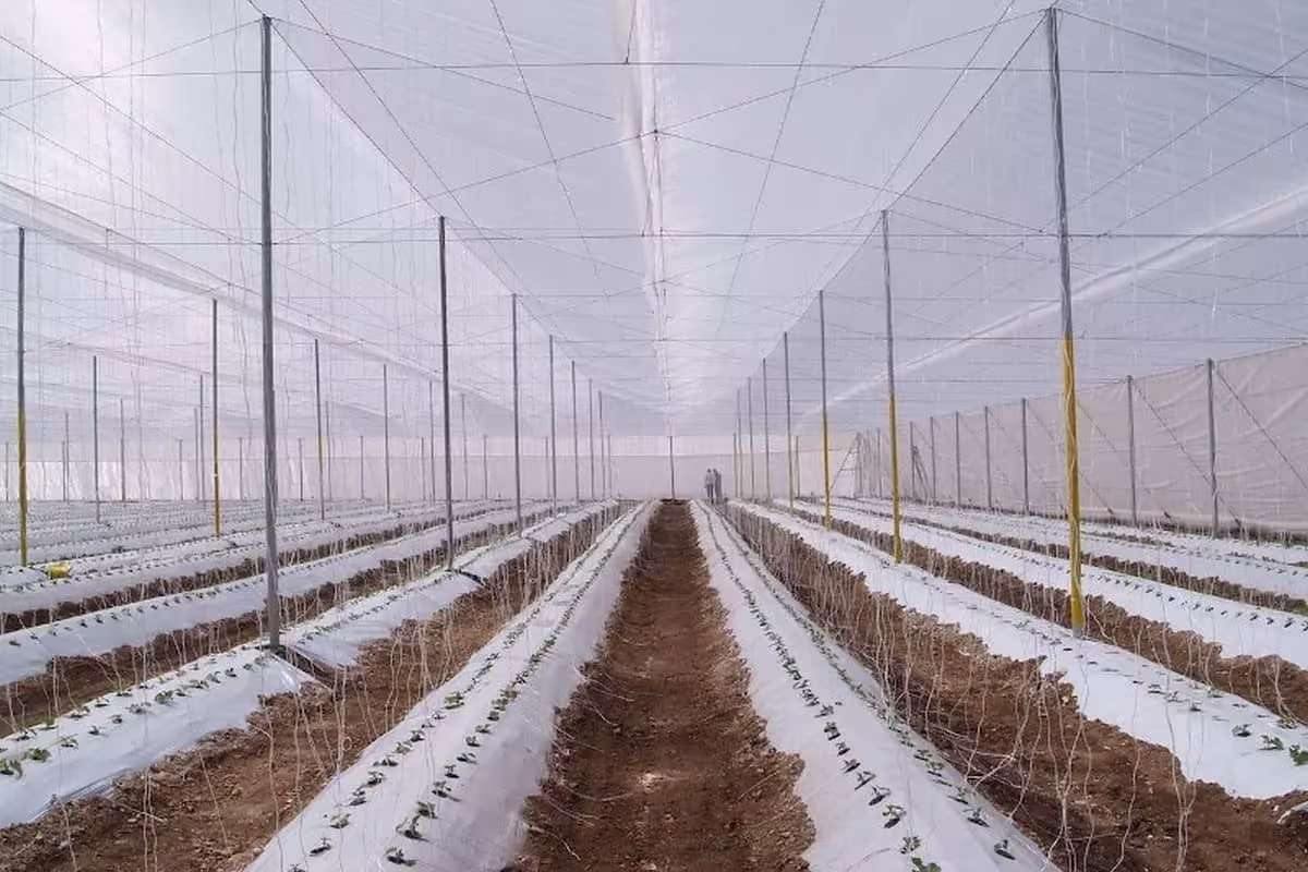 теплиці Rufepa Tecnoagro, S.L. із затіняючою сіткою