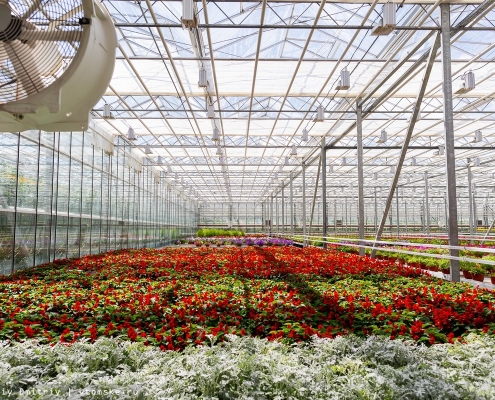 Для розсадників та розсади