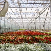 Теплица для питомников и рассадных отделений