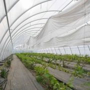 Для столового винограду