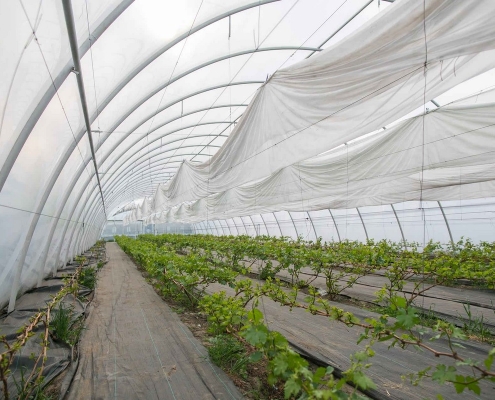 Для столового винограду