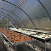 Сонячна тунельна сушарка