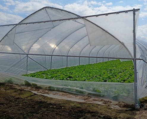 Легкая туннельная теплица