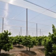 Для кісточкових культур