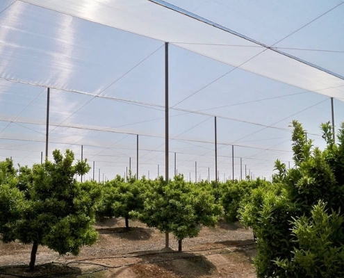 Для кісточкових культур