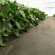 Почвоукрывной материал Rufepa для промышленной теплицы