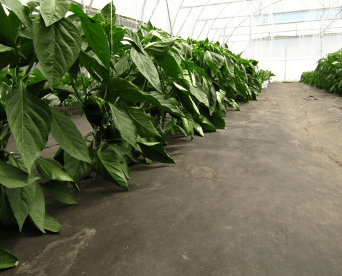 Ґрунтопокривний матеріал Rufepa для промислової теплиці