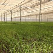 обладнання для розплідника рослин