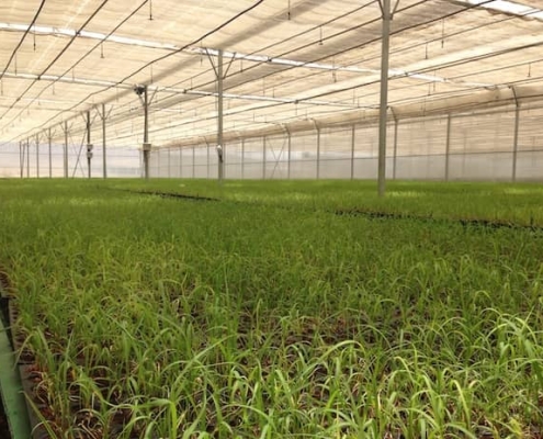 обладнання для розплідника рослин