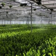 Туманоутворювачі для теплиць