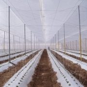 Гидропонное и почвенное орошение для промышленных теплиц