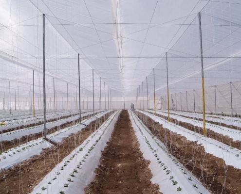 Гідропонне та ґрунтове зрошення промислових теплиць